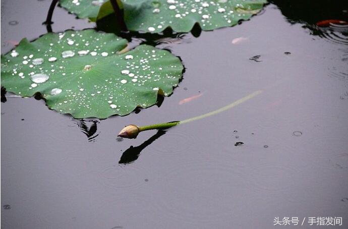 秋雨篇｜秋风秋雨愁煞人，寒宵独坐心如捣