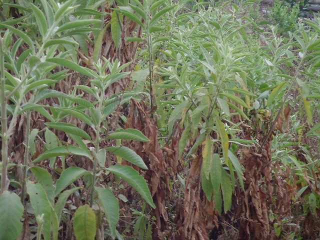 冰片是不是危险品(别傻了,冰片不是毒品!)-380度知识分享