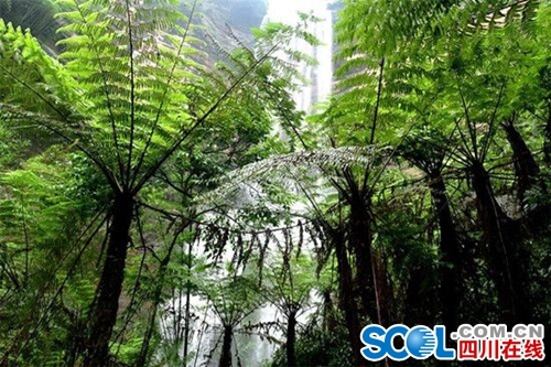 桫椤树为什么被称为活化石桫椤树化石图片