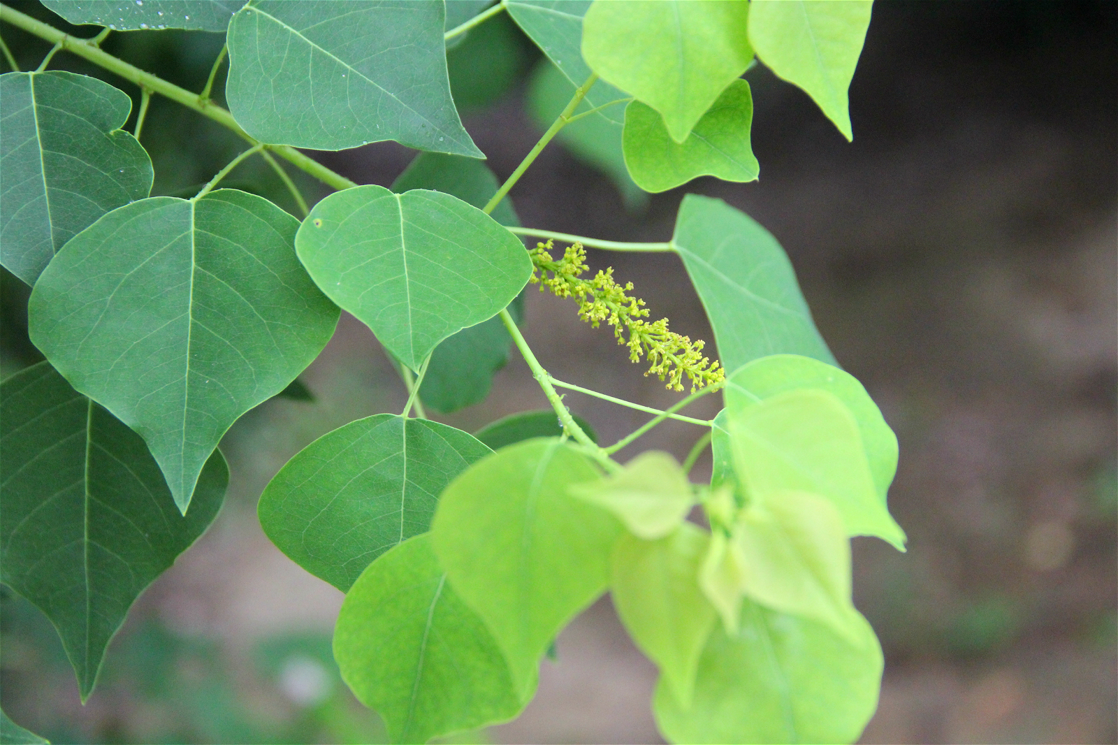 植物乌桕树乌桕与红叶乌桕的区别