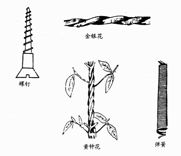 有趣的数学——螺旋线