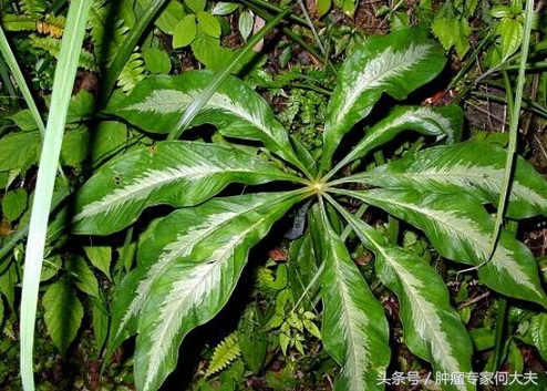 天南星,又叫野芋头,对很多癌症都有一定疗效