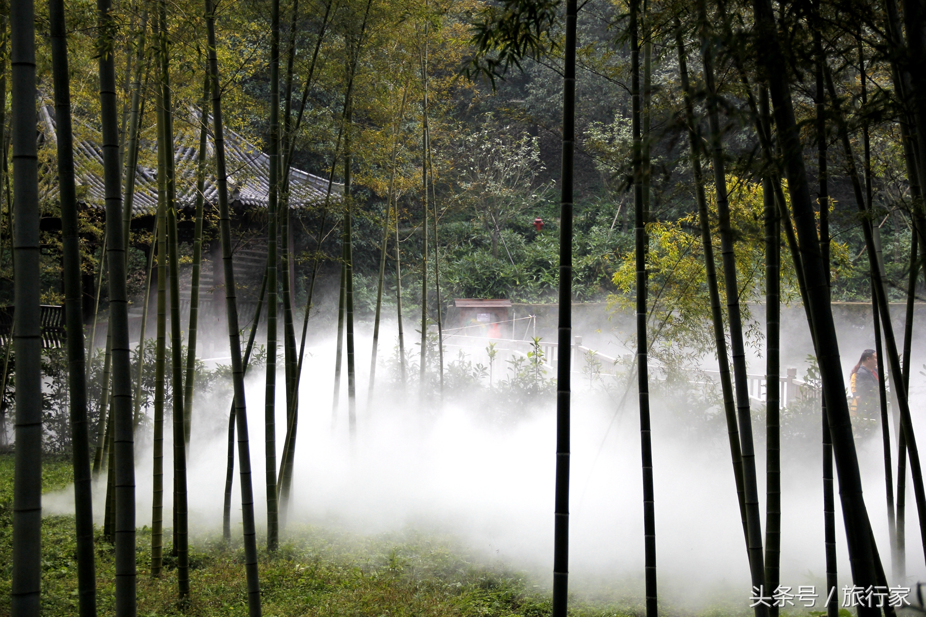 茂林，修竹，静境