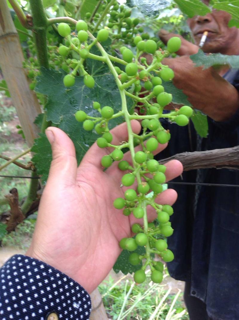 巨峰葡萄种植技术,巨峰葡萄种植技术与管理视频