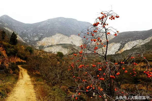 冬季的富平柿子（饼），不但好吃，而且有营养，这些你都知道吗？