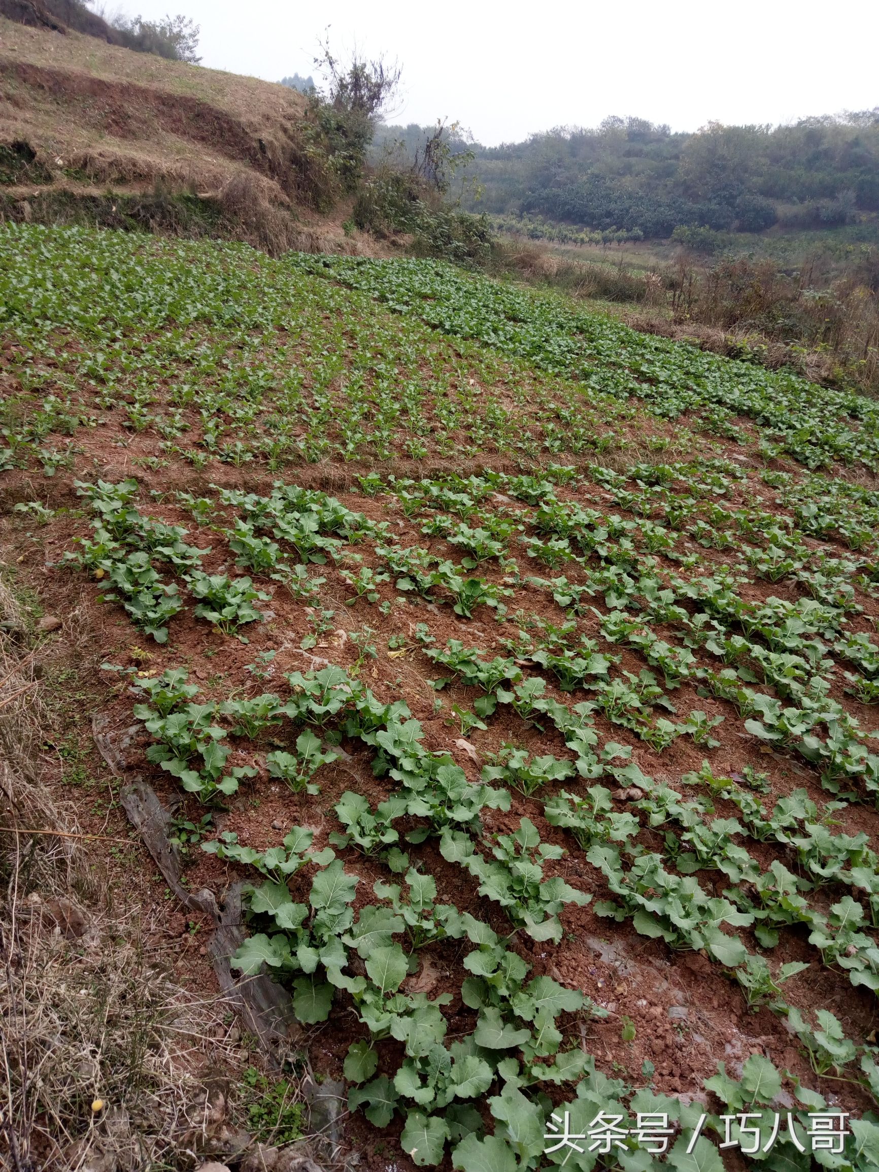 登高望远 山高水长