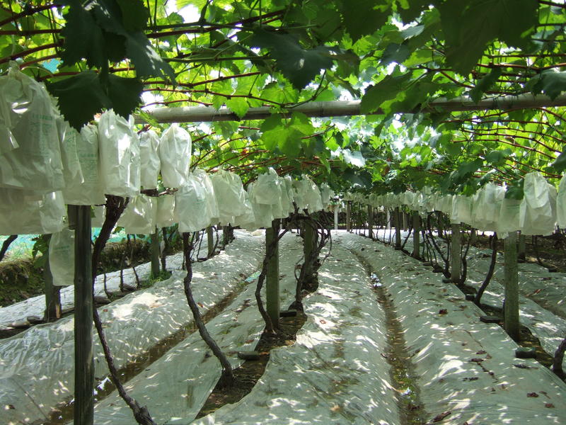 巨峰葡萄種植技術,巨峰葡萄種植技術與管理視頻