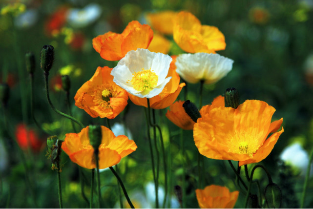 养花:狮子座守护花-冰岛虞美人,美人一般的花卉!