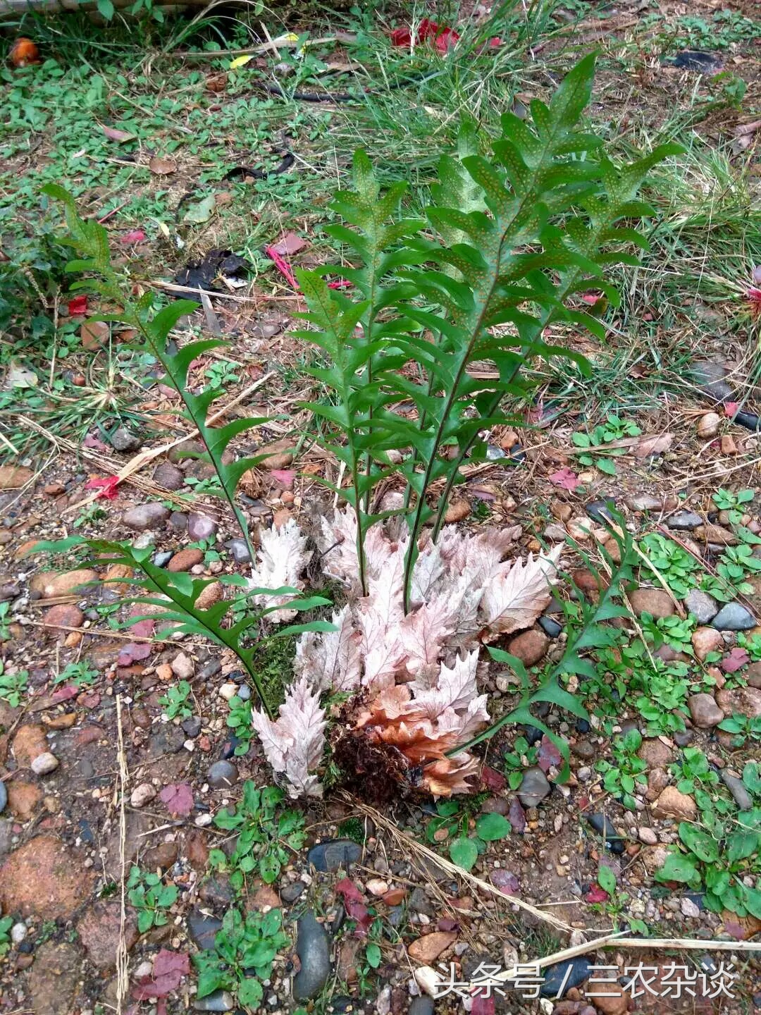 长在樟树上的野生姜?