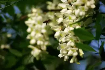 槐花粉的作用与功效（槐花粉的功效与作用点）-第3张图片-昕阳网