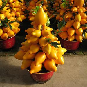 黄金果(家居养花：百分百开花结果的观果植物-黄金果，鸿运当头)