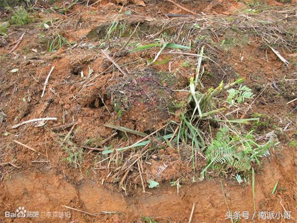 民间流传的抓蛇忌讳3个地方出现的蛇不能动