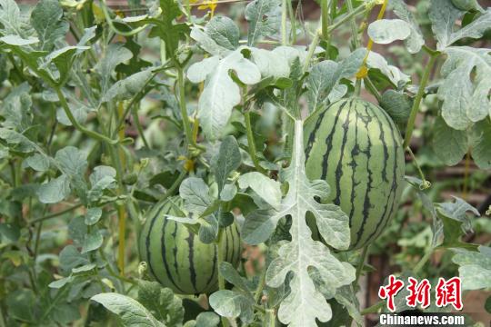 沈陽新民全域農(nóng)產(chǎn)品實現(xiàn)無公害 建成十大基地