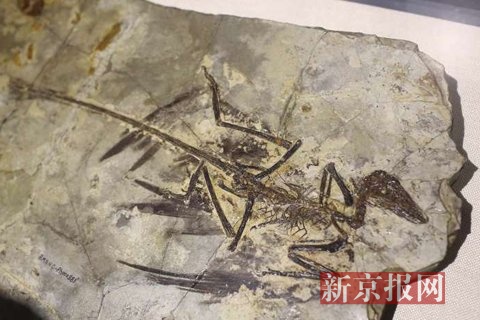 北京自然博物馆首映4D电影 还原恐龙羽毛颜色