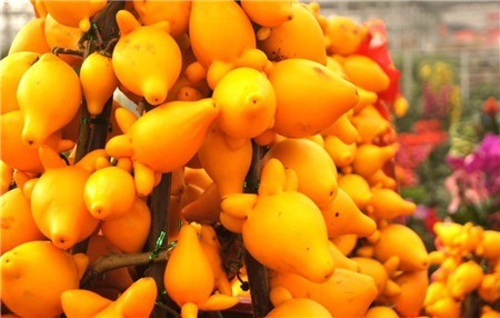 黄金果(家居养花：百分百开花结果的观果植物-黄金果，鸿运当头)