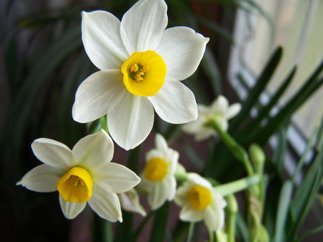 家居养花：让中国十大名花之十水仙花在春节开放的技巧！