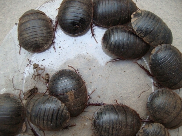 土鳖虫的功效与作用 土元的最佳食用方法-皮皮百科