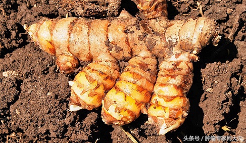 姜黄,又叫黄姜,止痛效果好,是一味治疗胃癌肝癌常用的好药材