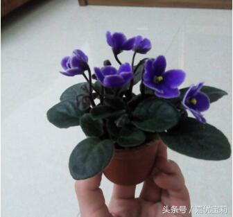 紫罗兰：一片花瓣一段伤，花开时风流浪漫，花落时遍地凄凉