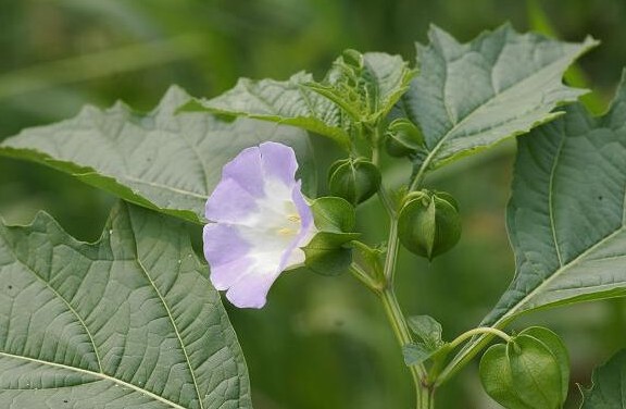 环球客家｜客家农村常见的野物，不要错过这些宝贝
