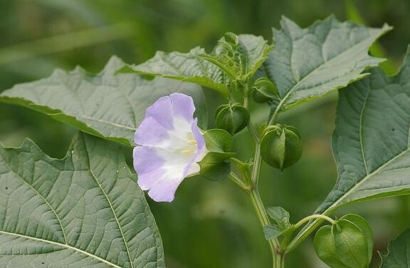 环球客家｜客家农村常见的野物，不要错过这些宝贝