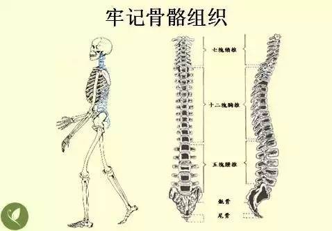 手掌上经络位置图（手掌上经络位置图左手）-第18张图片-科灵网