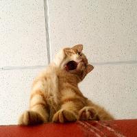 喵问01：国宝大熊猫到底是不是猫？