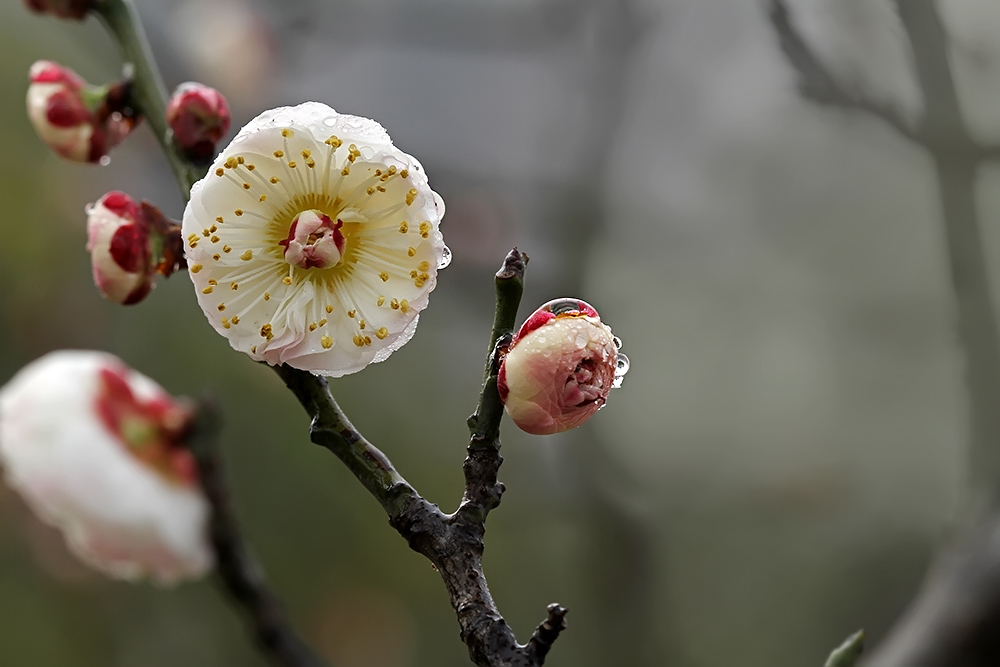 梅花从外向心的结构依次分为花萼,花瓣,雄蕊,雌蕊,雌蕊位于梅花的中心