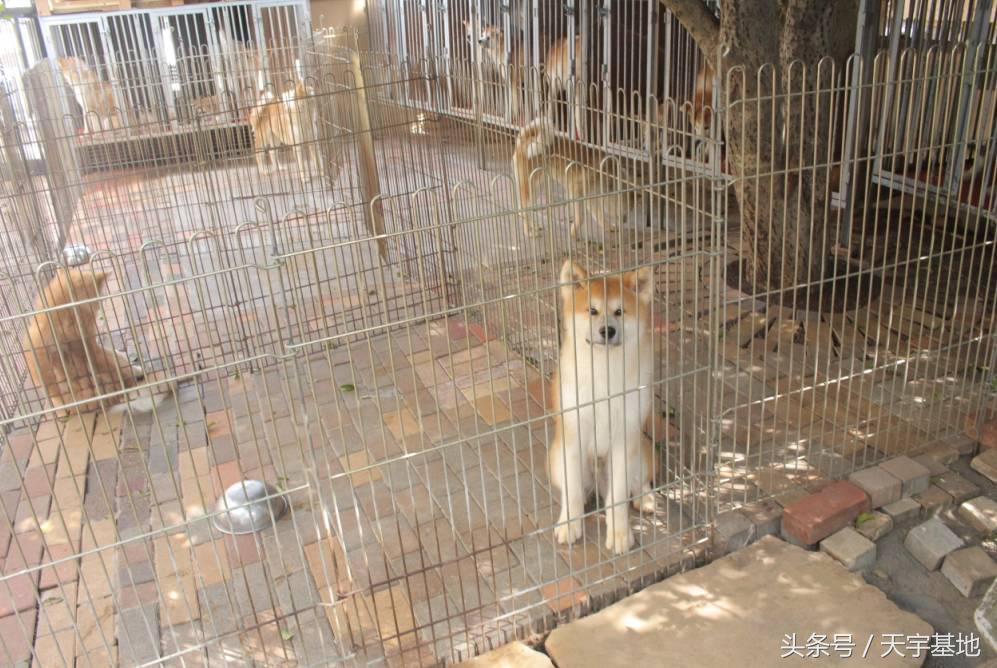 天宇基地秋田犬发展之路第三章（下）：探寻日本秋田犬大师