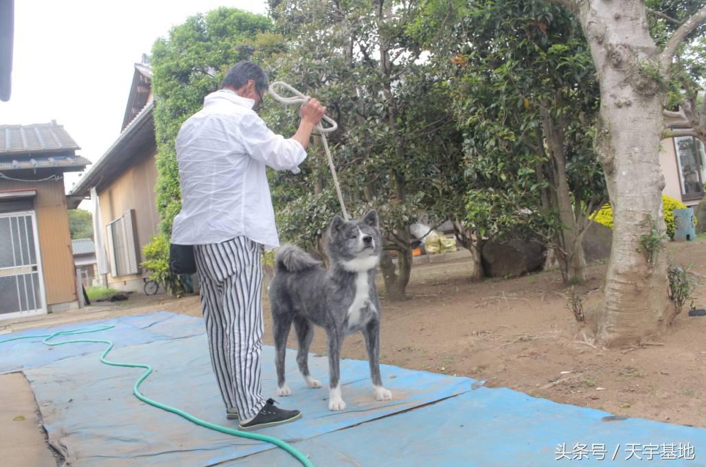 天宇基地秋田犬发展之路第三章（下）：探寻日本秋田犬大师