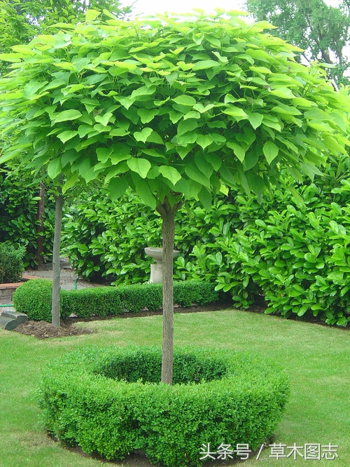 桑树和梓树的寓意梓树是什么树图片