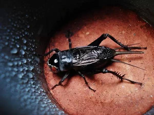 黑虫油葫芦饲养诀窍黑虫葫芦砸底技巧