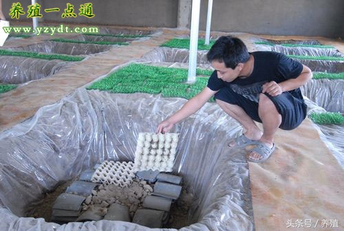 蝎子是昆虫吗（蝎子的生活习性和食物来源）