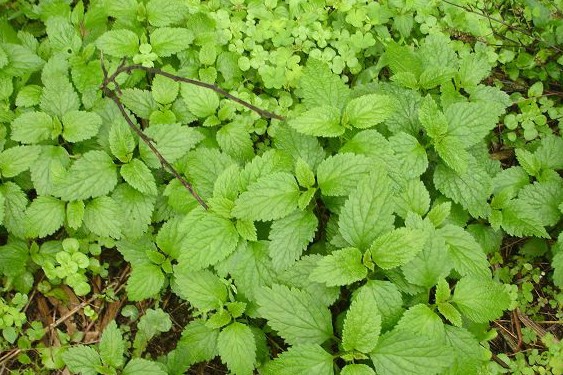 环球客家｜客家农村常见的野物，不要错过这些宝贝