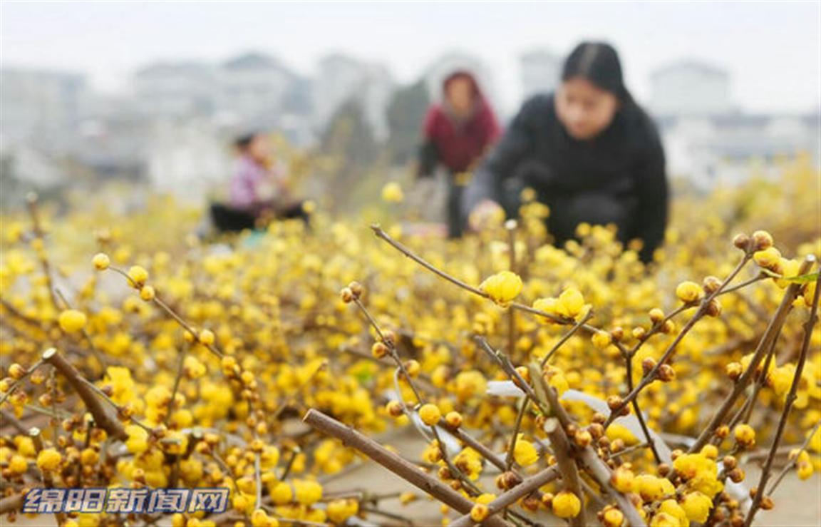 绵阳｜腊梅花开 你闻到香味了吗？