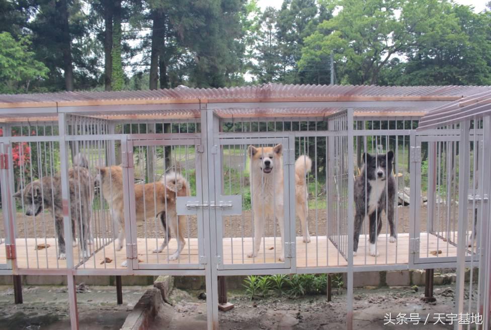 天宇基地秋田犬发展之路第三章（下）：探寻日本秋田犬大师