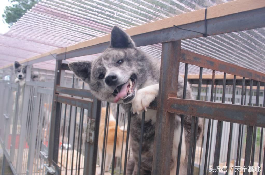 天宇基地秋田犬发展之路第三章（下）：探寻日本秋田犬大师