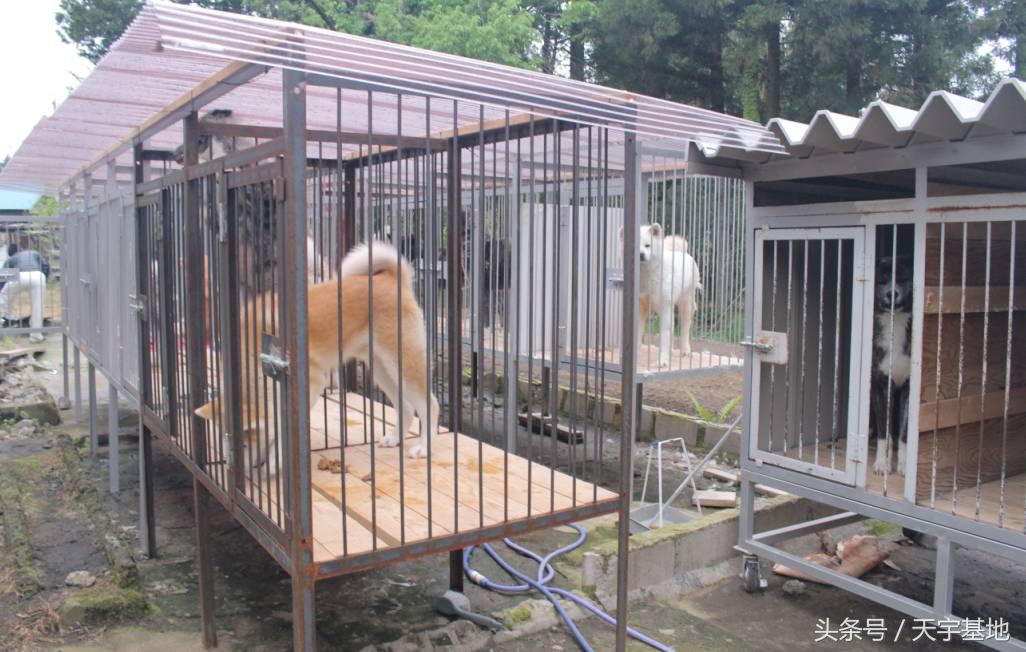 天宇基地秋田犬发展之路第三章（下）：探寻日本秋田犬大师