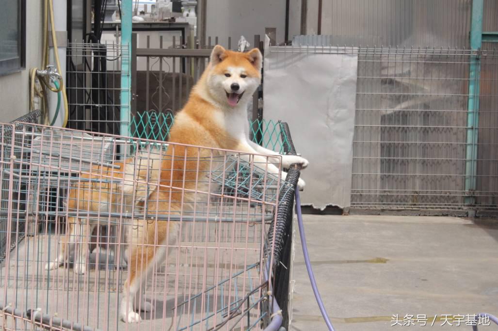 天宇基地秋田犬发展之路第三章（下）：探寻日本秋田犬大师