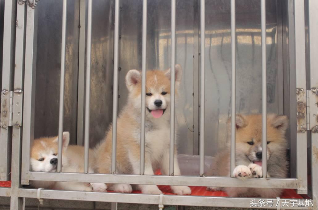 天宇基地秋田犬发展之路第三章（下）：探寻日本秋田犬大师