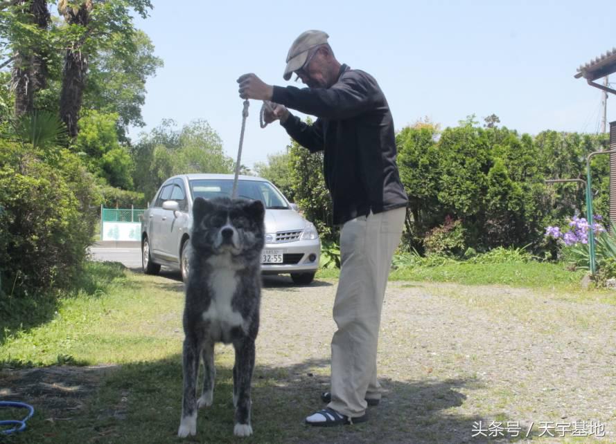 天宇基地秋田犬发展之路第三章（下）：探寻日本秋田犬大师