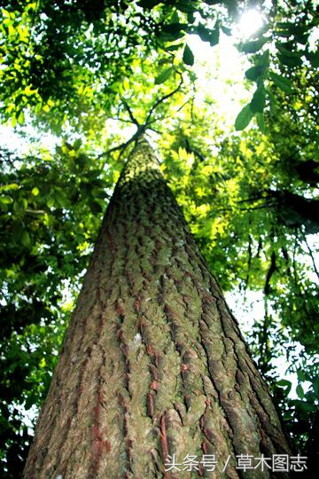桑树和梓树的寓意梓树是什么树图片