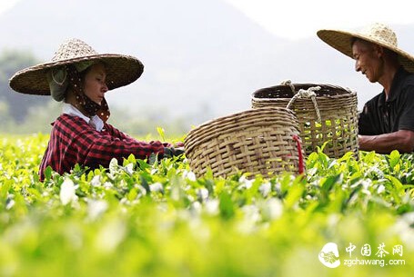 茶的名人名言，喝茶涨知识！