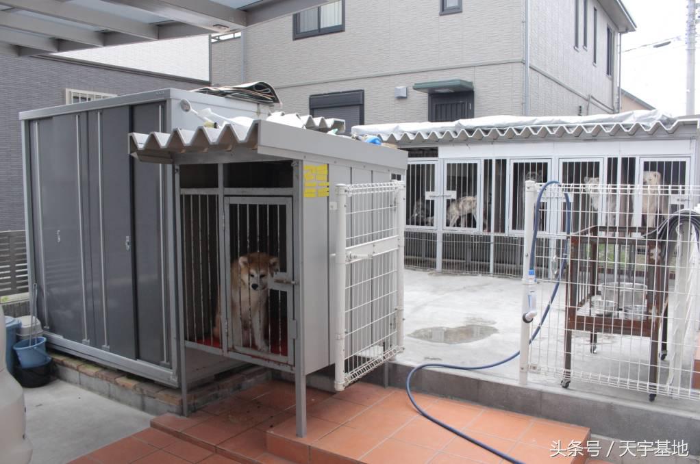 天宇基地秋田犬发展之路第三章（下）：探寻日本秋田犬大师