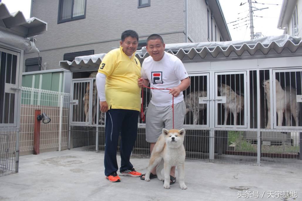 天宇基地秋田犬发展之路第三章（下）：探寻日本秋田犬大师