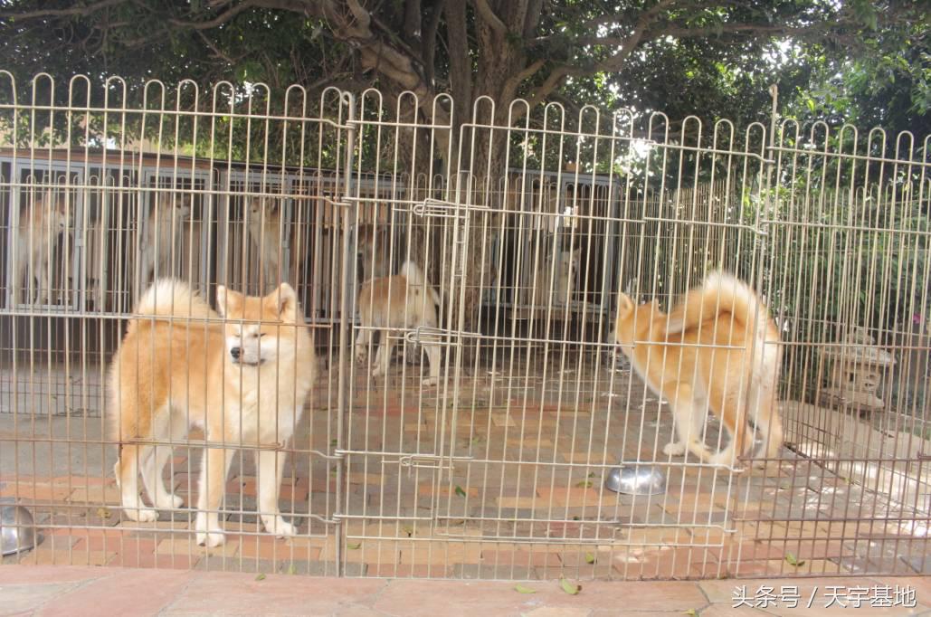 天宇基地秋田犬发展之路第三章（下）：探寻日本秋田犬大师