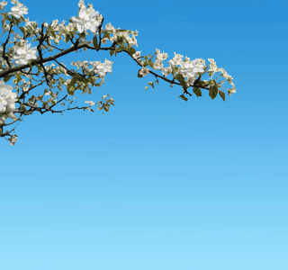 320_300gif 动态图 动图