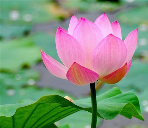 莲花在佛教中的象征意义是什么？