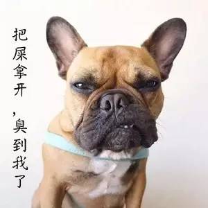 为什么“狗改不了吃屎”?原因远没有你想得那么简单!