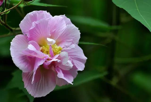 闽北有一道菜，叫“芙蓉汤”，用芙蓉花做汤